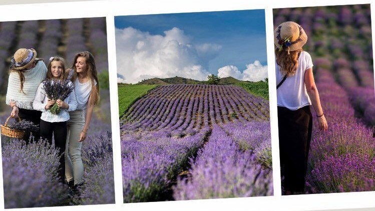 Open days at the lavender field of Cechești/Csekefalva