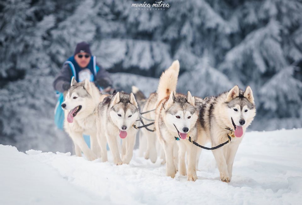 VIII. Băile Tușnad Cup - sled dog sprint competition