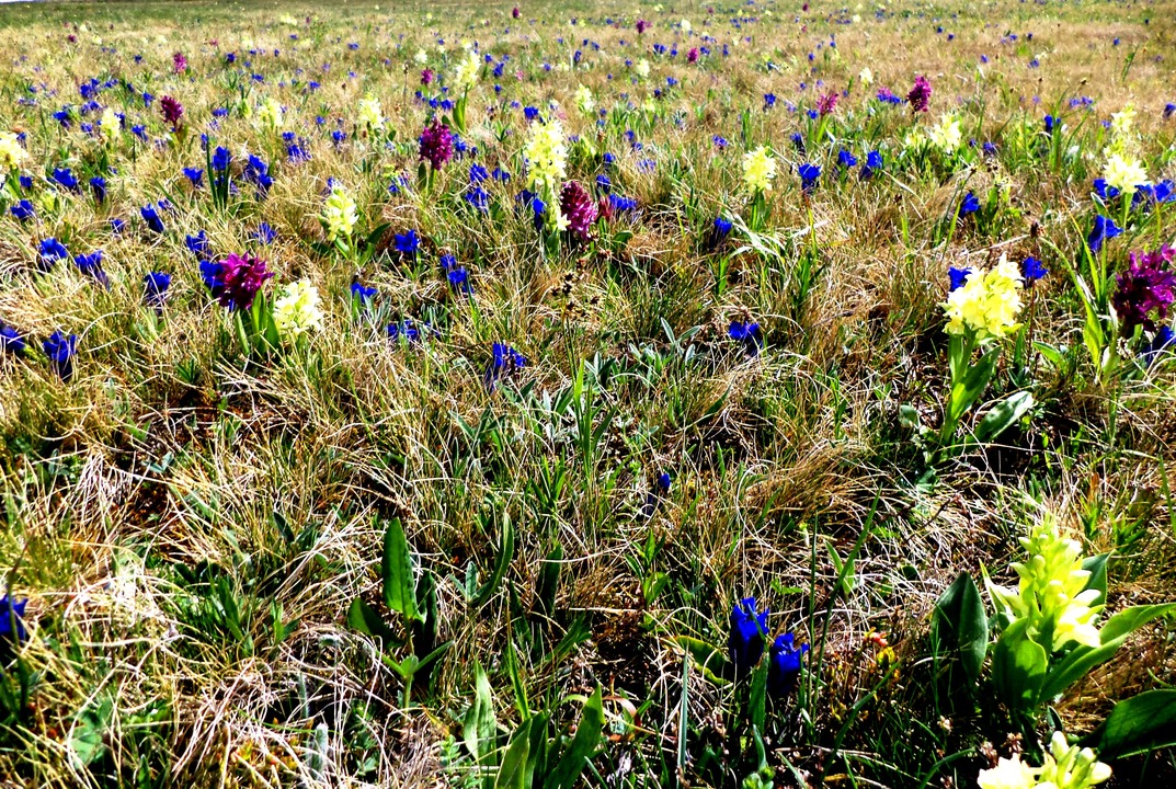 Virágnéző túra a Csíki- Havasokba