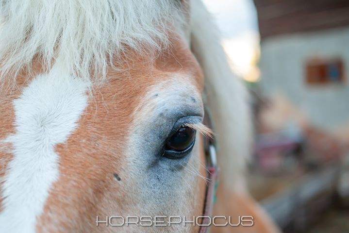 HorsePhocus Photography