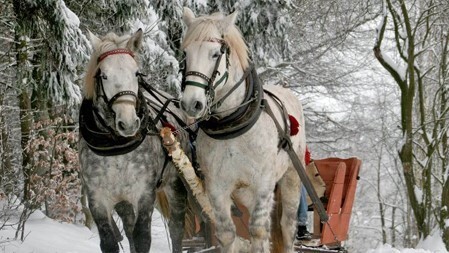 Horse-drawn sleigh rides – Borsec