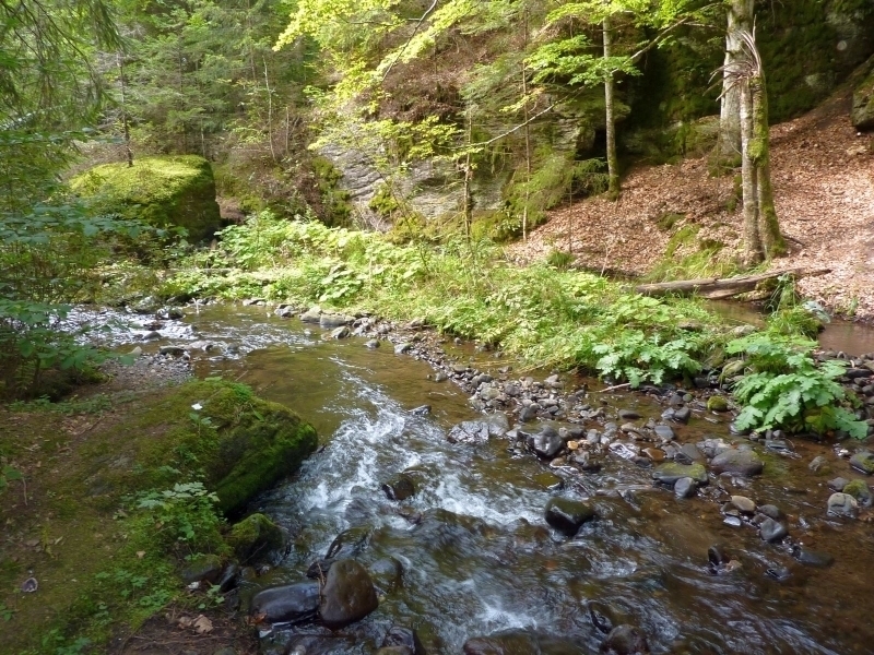 The Stagnant Creek Izvoare